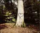 Heart on a tree.