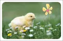 cute chick