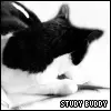 Study Buddy