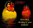 elvis duck
