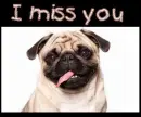 I Miss You!