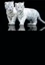 White tigers