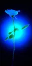 blue flower