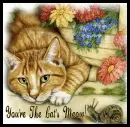 Cat's Meow
