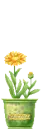 flowers in a pot