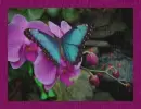 BUTTERFLY IN THE RAIN