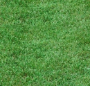 grass