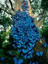 Blue Moths