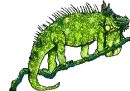 Green Iguana