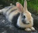 rabbit