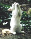 praying cat