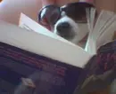 doggy and book