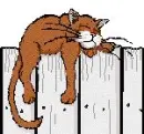 lazy cat
