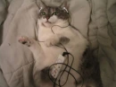 A cat