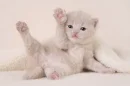 Kitten waving.