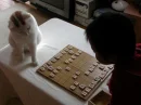 Cat playing checkers.