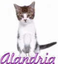 Cat-Alandria