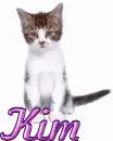 Cat-Kim