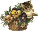 kitty in a basket
