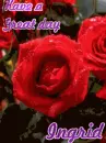 Rose-Ingrid
