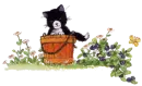 kitty in a pot