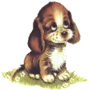 cute puppy