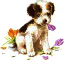 cute puppy