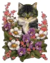 kitty
