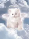 angel kitty