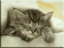 sleepink kitty