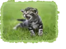 cute kitty