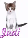 Cat-Judi