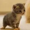 baby cat