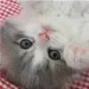 cute