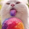 raibow cat
