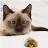 ready to attack
