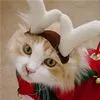reindeer..