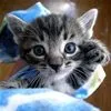rwarrr...
