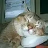 sleeping on a mouse