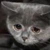 sad kitty