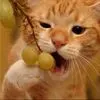 yumy grapes