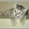 funny kitty