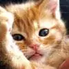 pink nose