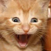 happy cat
