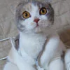 cute kitty