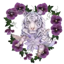 white tigers
