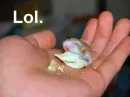 lol