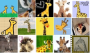 giraffes<33