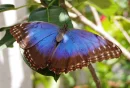 *Butterfly
