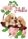 Hello